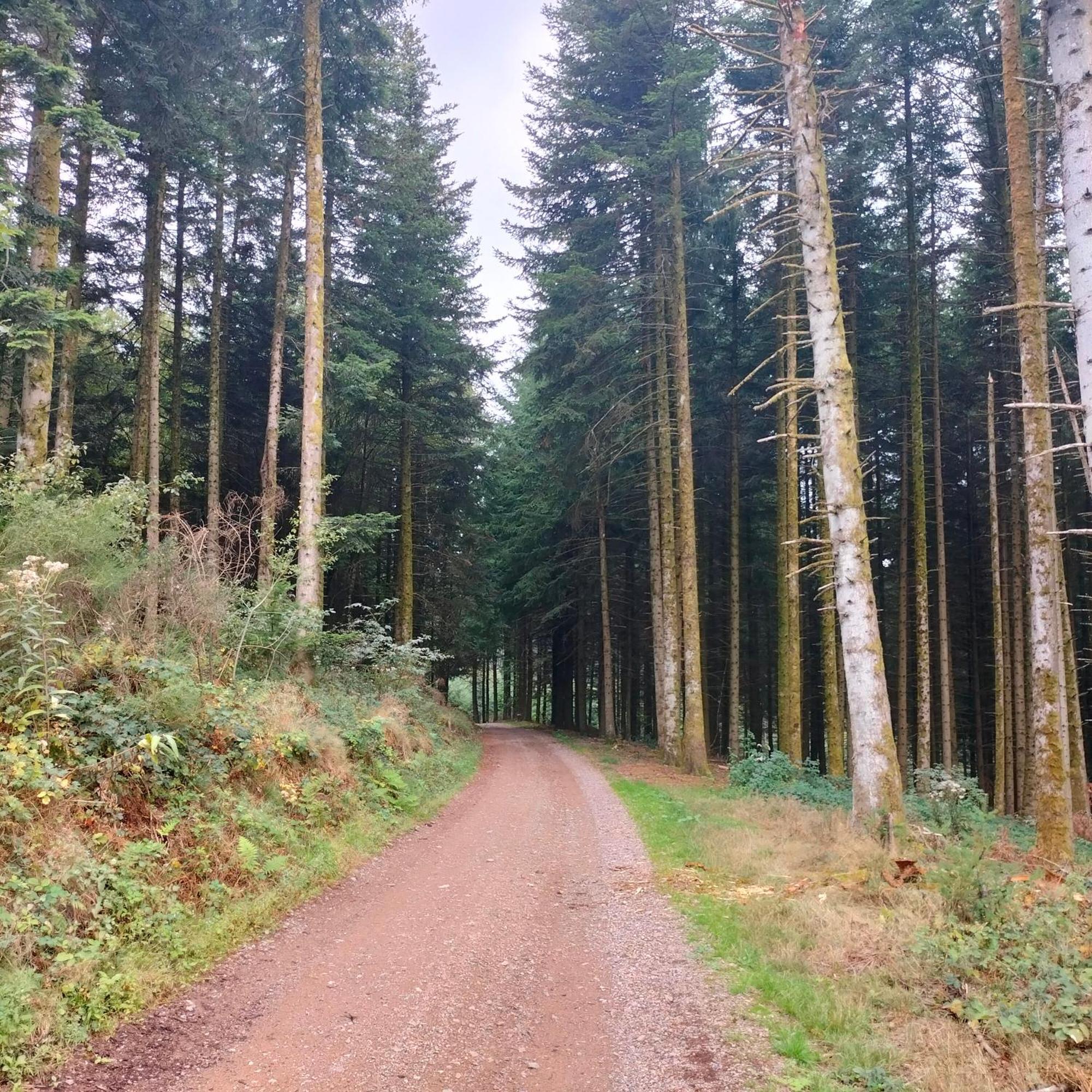 Gîte Des Sapins Ranchal Eksteriør bilde